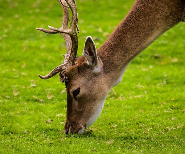 Unsere heimischen Wildtiere 1