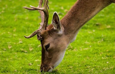 Unsere heimischen Wildtiere 1 Unsere heimischen Wildtiere 1