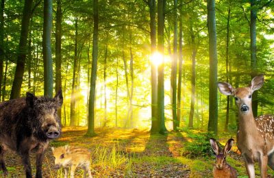 Unsere heimischen Wildtiere 1 Unsere heimischen Wildtiere 1